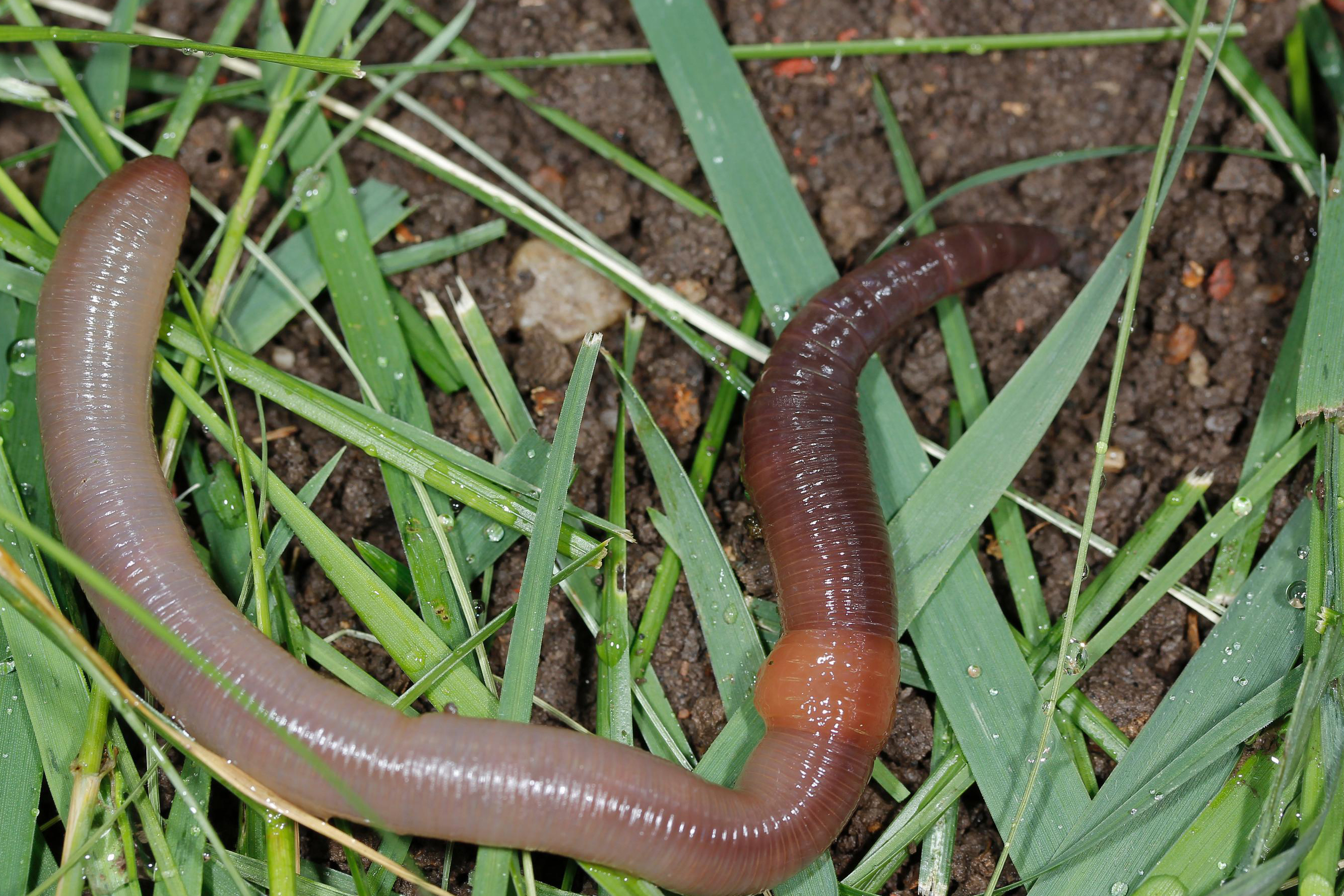 picture of an earthworm in the grass